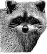 New Haven Raccoon Club