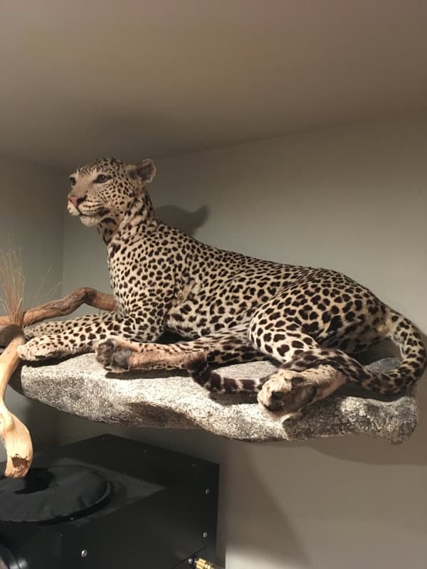 Preference Taxidermy logo