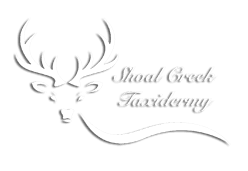Shoal Creek Taxidermy logo