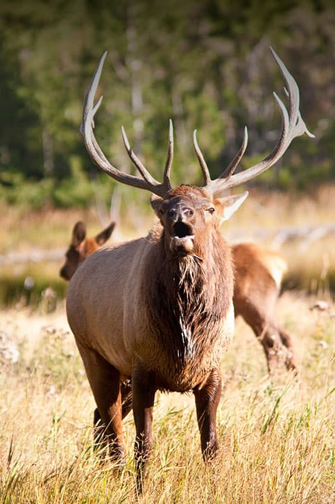 UTAH ELK HUNTING & PRICING - West Canyon Ranch logo