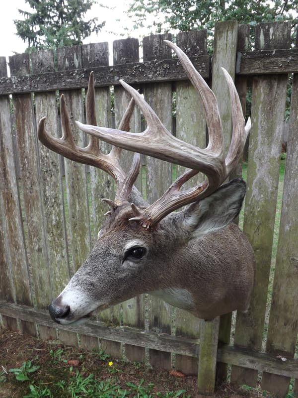 10 Point Taxidermy logo