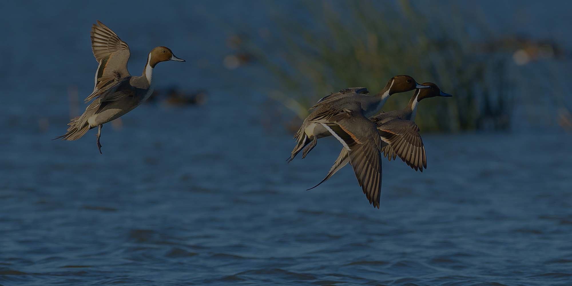 OBX Waterfowlers logo