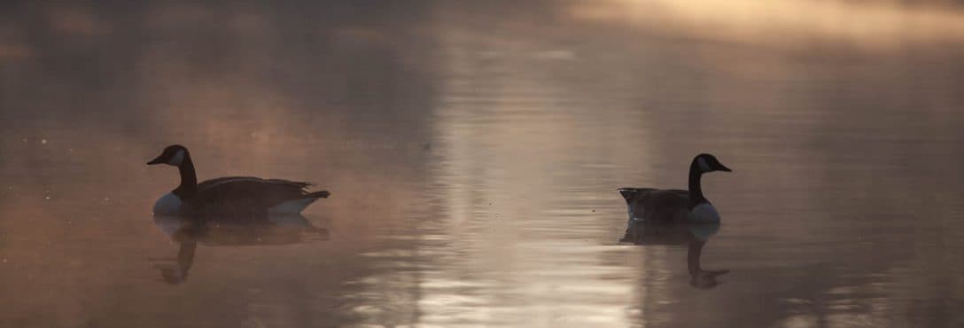 Arizona Waterfowl - Bars Hunting Service logo