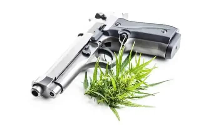 Marijuana Users: Second Amendment Rights