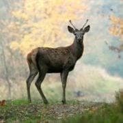 California Hunting Leases logo