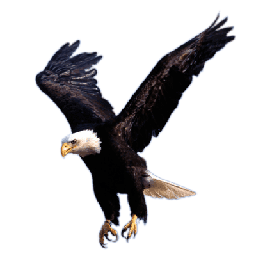 North Shore Firearms logo