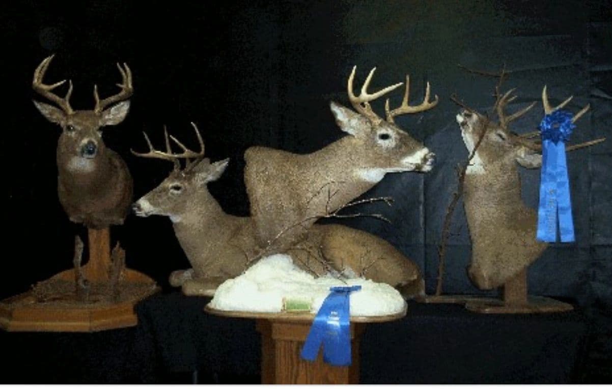 WW Custom Taxidermy & Hunts logo