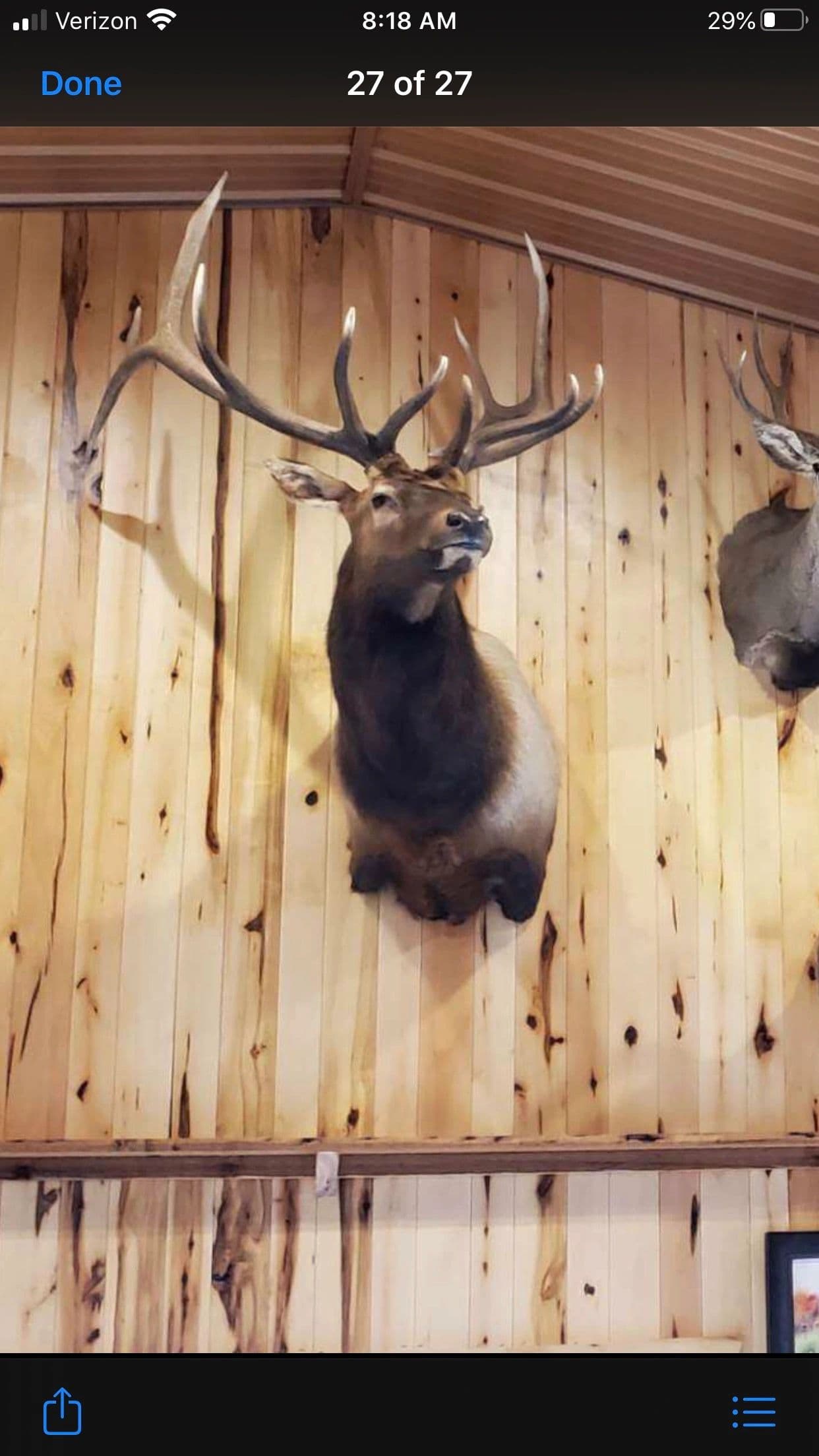 Grey Ghost Taxidermy & Wildlife Studio logo