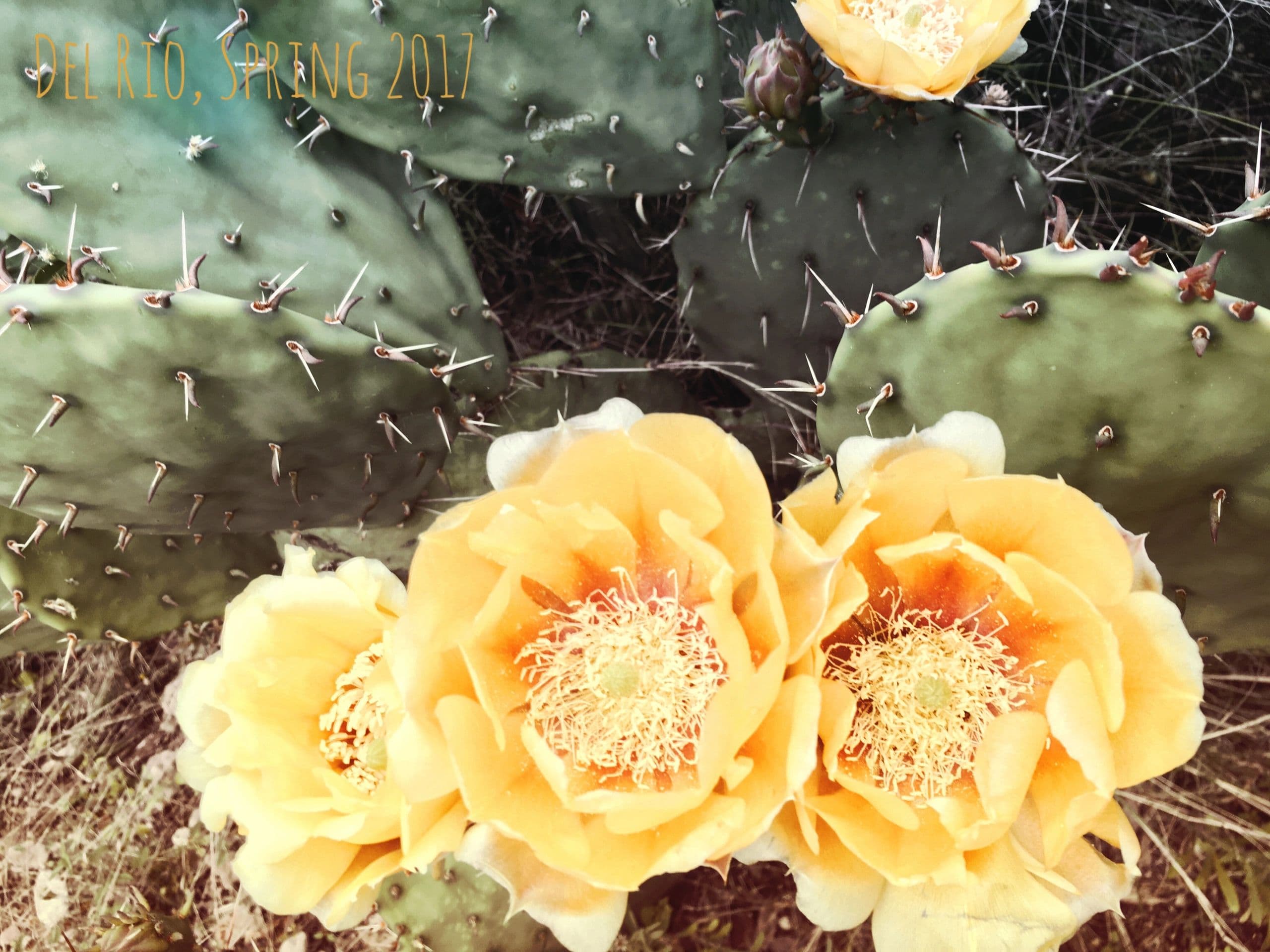 El Campo Game Processing logo