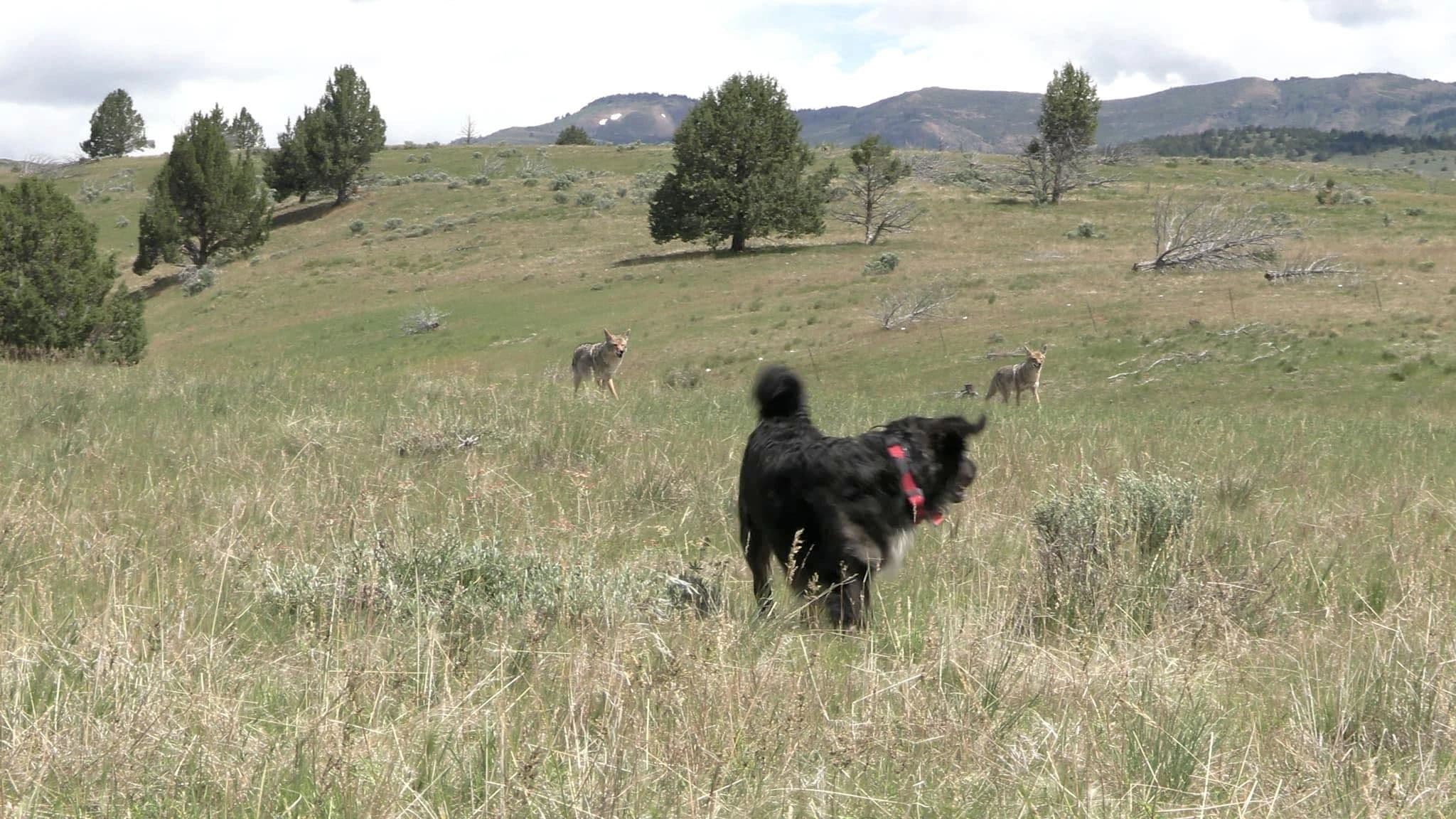 Fish and Fur Outfitters logo