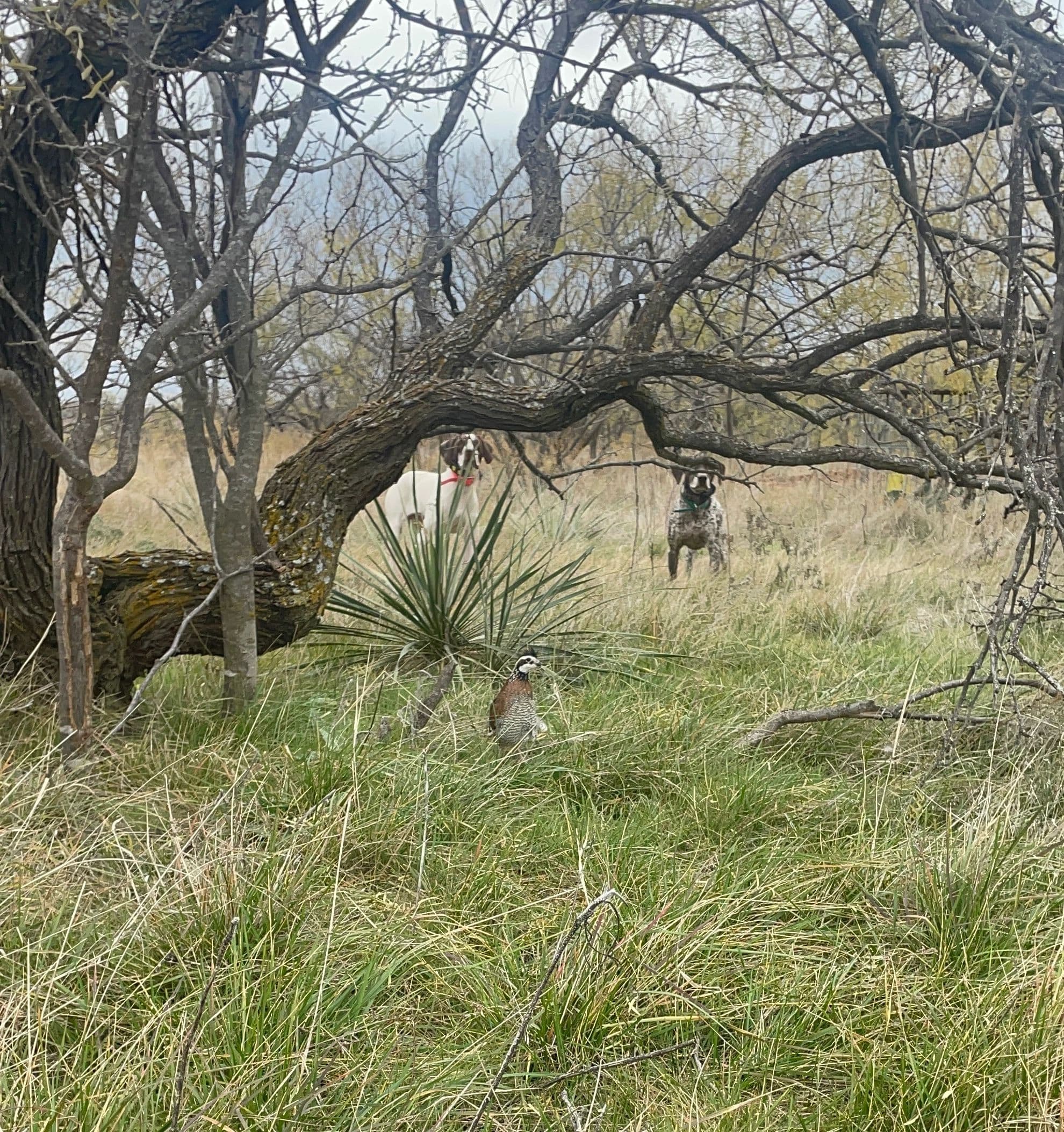 Anderson Ranch Gundogs logo