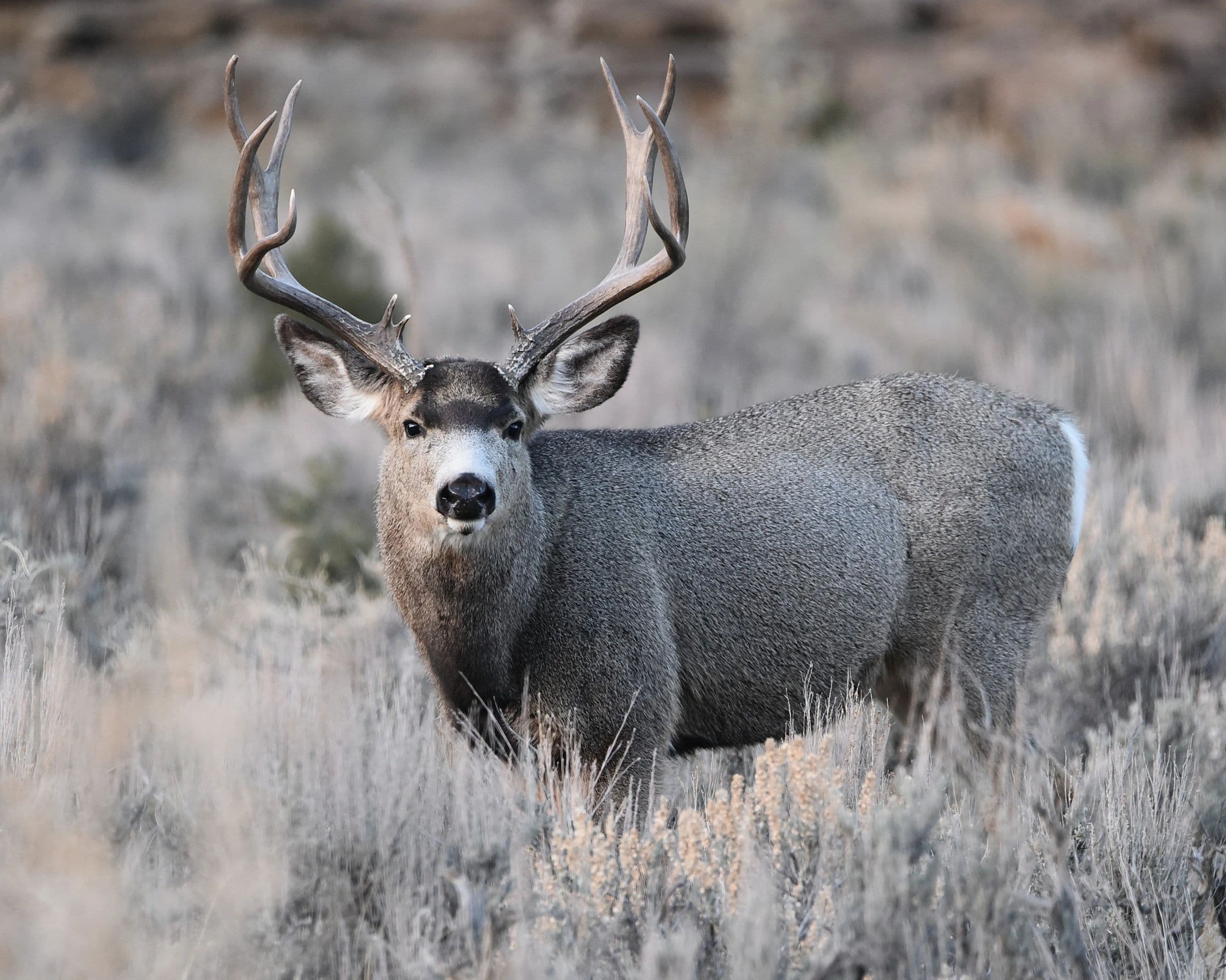 Waterfowl Hunts - Hidden Valley Outfitters logo