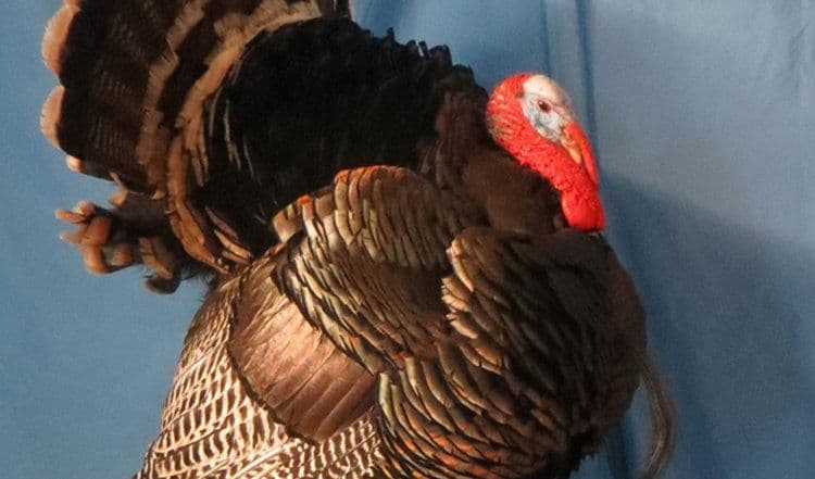 Long Hunters Taxidermy logo