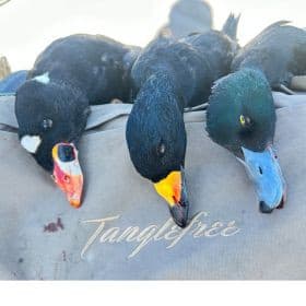 Guided Coastal Duck Hunts- Salty Wings Waterfowl- North logo