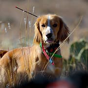 High Brass Gun Dogs logo