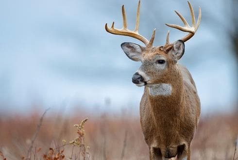Connect Bridgeport logo