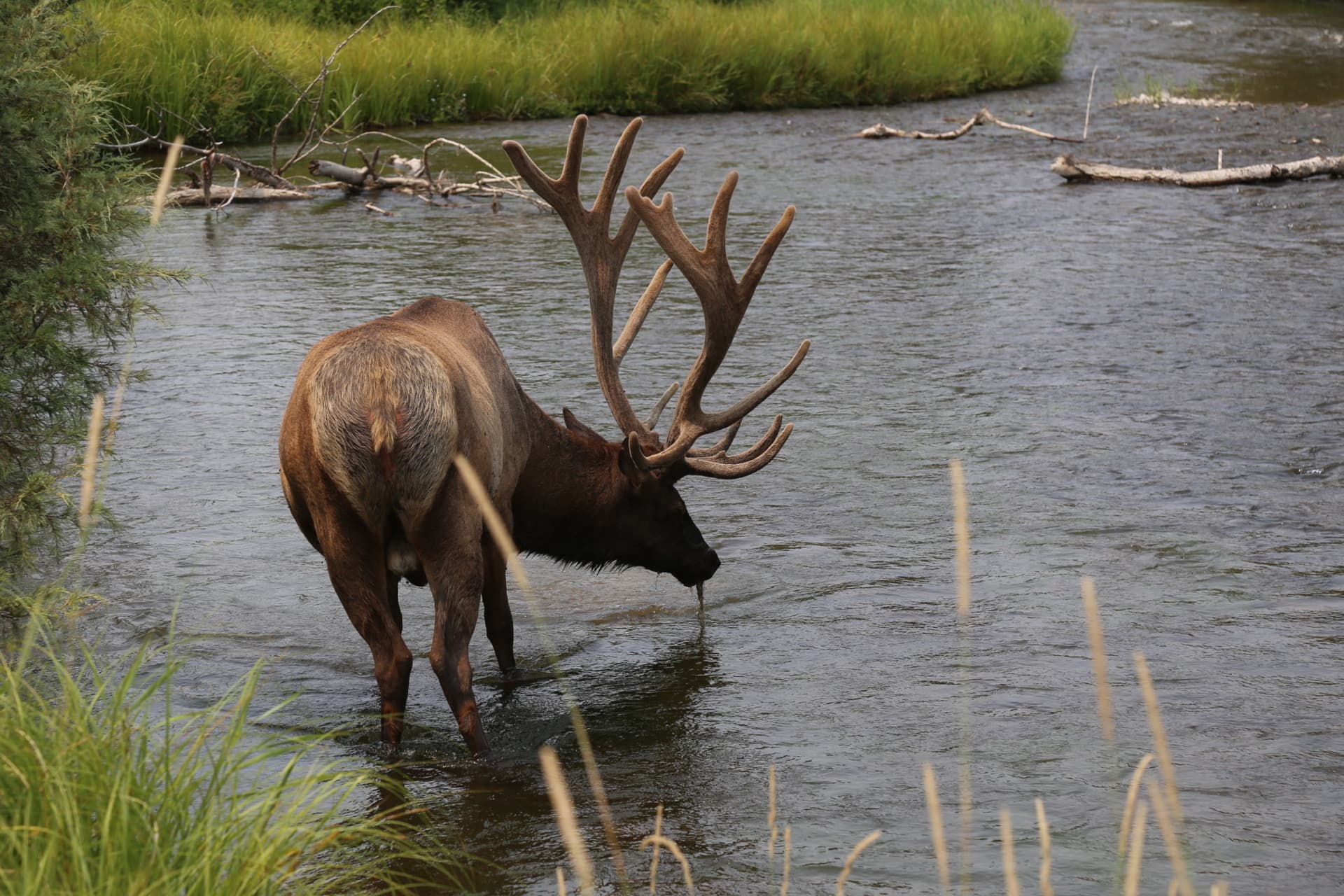 Elk Hunting - Crazy Creek Outfitters logo