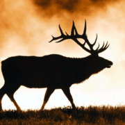 The Hunting Guide Directory logo